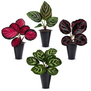 Calathea Collection (4 Pack) Live Plants – Stunning Foliage Prayer Plants Like Orbifolia, Rose Painted, White Star & Dottie – Easy Indoor Tropical Plants – Pet Friendly –...