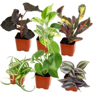 Easy to Grow Houseplants (Pack of 6), Live House Plants in Containers, Growers Choice Plant Set in Planters with Potting Soil Mix, Home Décor Planting Kit or Outdoor Garden...
