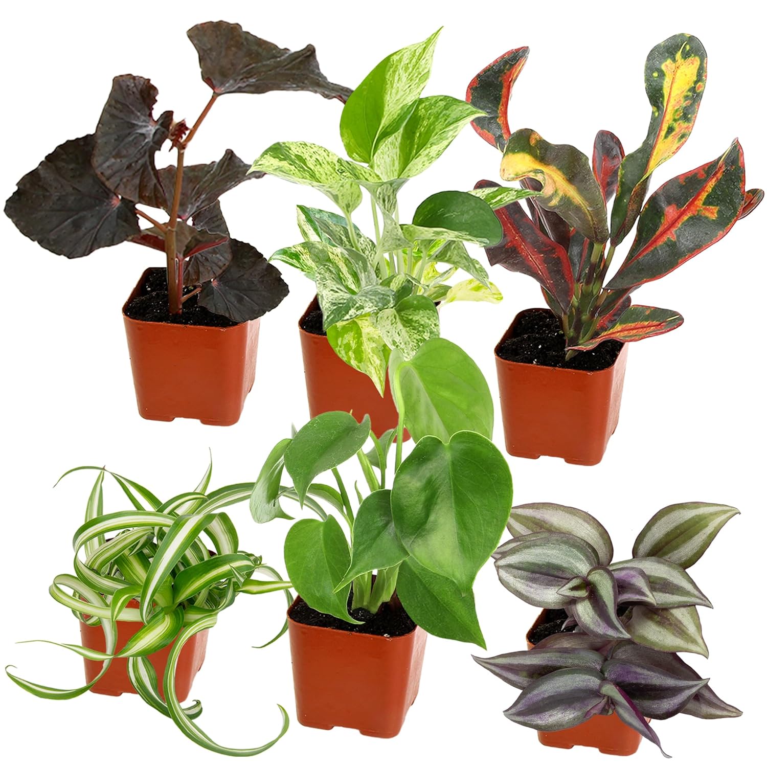Easy to Grow Houseplants (Pack of 6), Live House Plants in Containers, Growers Choice Plant Set in Planters with Potting Soil Mix, Home Décor Planting Kit or Outdoor Garden...