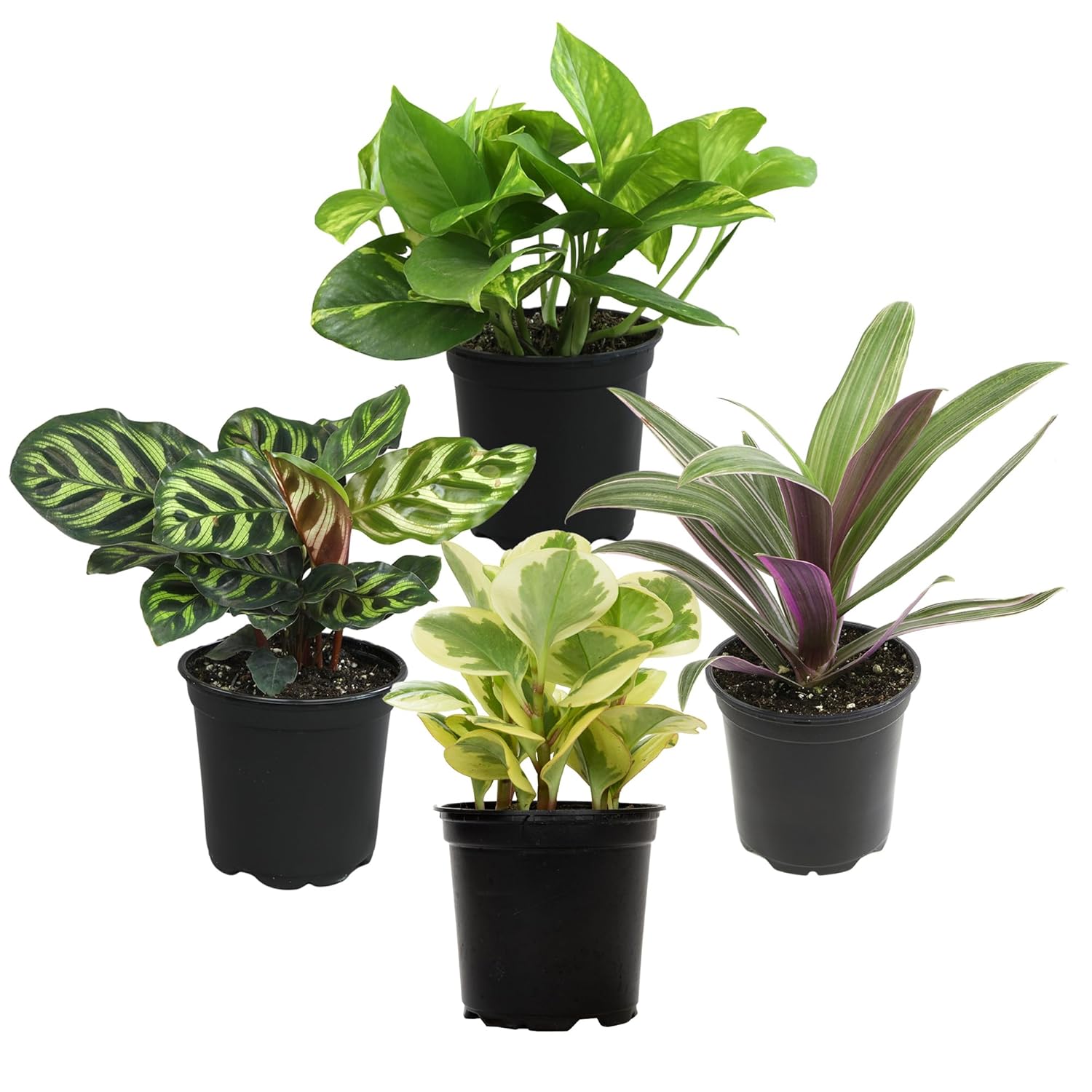 Essential Houseplant Collection (4PK) Live Plants Indoor Plants Live Houseplants in Plant Pots, Easy House Plants Indoors Live, Snake Plant, Pothos in Potting Soil, Clean Air...
