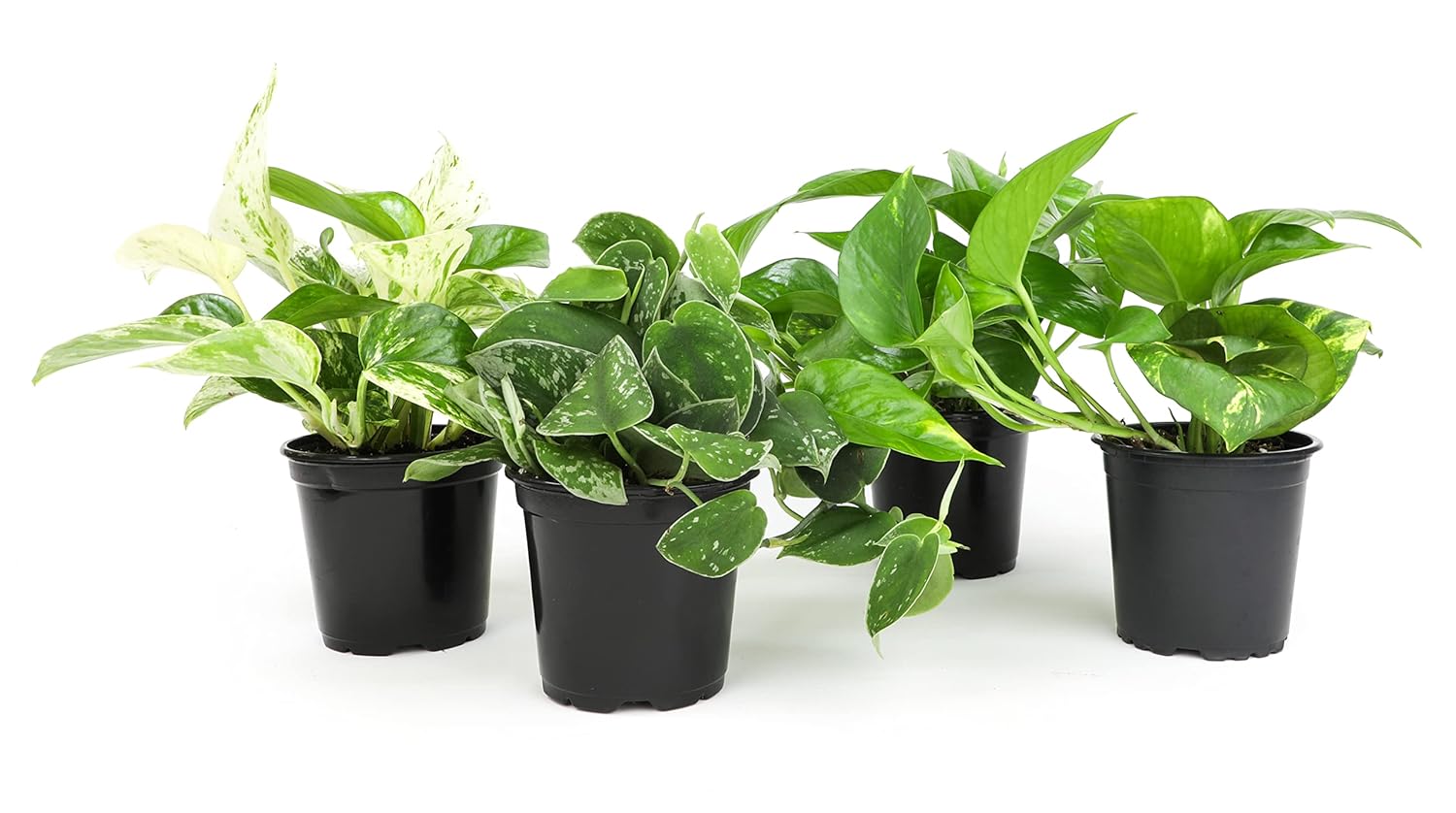 Live Pothos Plants (4PK) Indoor Plants Live Houseplants, Pothos Live Plant House Plants, Money Plant Indoor Pothos Plant Decor, Devils Ivy Trailing Plants Live by Plants for...