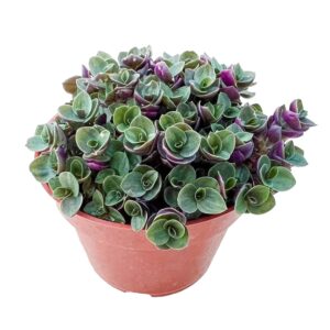 Live Succulents 'Turtle Vine' (4-inch), Succulent Plants Fully Rooted in Pots with Soil, Easy-Care House Plant for DIY, Home Office Decor, Wedding Party Favor