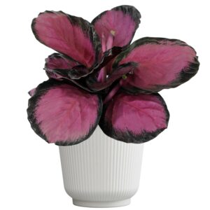 Plants for Pets Calathea Purple Rose Painted Peacock Houseplant, Unique Pet Friendly Decor in 6" White Pot, Live Botanical Gift, Cat Safe, Decorative Desk House Plants by Plants...