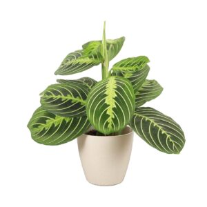 Thorsen's Greenhouse Lemon Lime Prayer Plant, Live Indoor Plant, Pet Friendly, Attractive Houseplant, Lemon Maranta, Natural Air Purifier, Easy to Grow, 4" Diameter Pot (Natural)