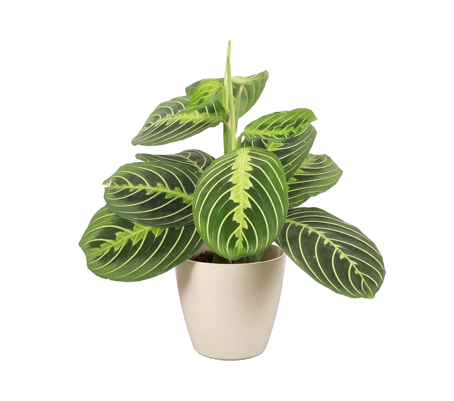 Thorsen's Greenhouse Lemon Lime Prayer Plant, Live Indoor Plant, Pet Friendly, Attractive Houseplant, Lemon Maranta, Natural Air Purifier, Easy to Grow, 4" Diameter Pot (Natural)