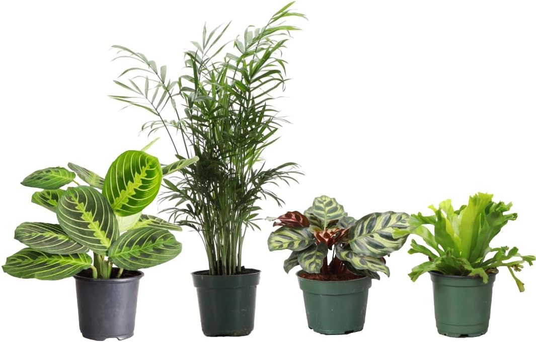 Thorsen's Greenhouse Live Pet Safe Houseplants (4 Pack), Easy to Grow, Pet Friendly & Non-Toxic, Grower's Choice Bundle, 4-inch Diameter Established Plants, Nursery Pot (4-Pack)